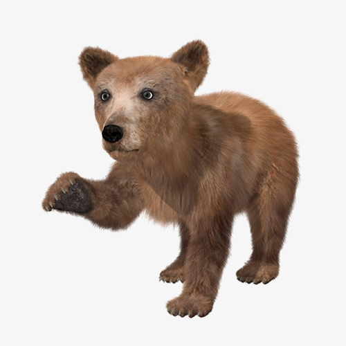 bear