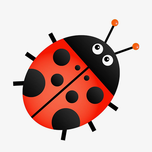 ladybug